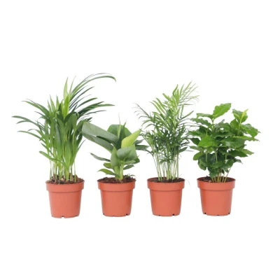Afbeelding van Trendy Indoor Mix van kamerplanten Pot 12cm Hoogte 25 40cm