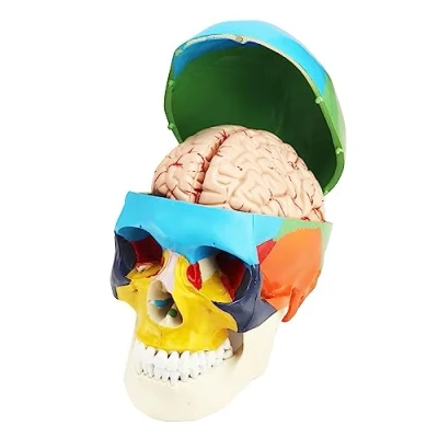Afbeelding van QWORK® 3 delig schedelmodel en 8 hersenmodel met cijfers, 1:1 levensgroot anatomisch model voor medisch leren