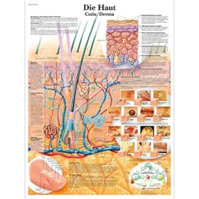 Afbeelding van 3B Scientific Leerbord gelamineerd De huid, VR0283L