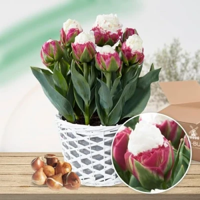 Afbeelding van Dutch Bulbs Tulpen &#039;Ice Cream&#039; Bloembollen 10 stuks Wit &amp; Roze