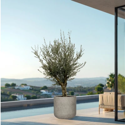 Afbeelding van Olijfboom Olea Europaea Lorc vertakt inclusief pot Charlie beige washed 225cm