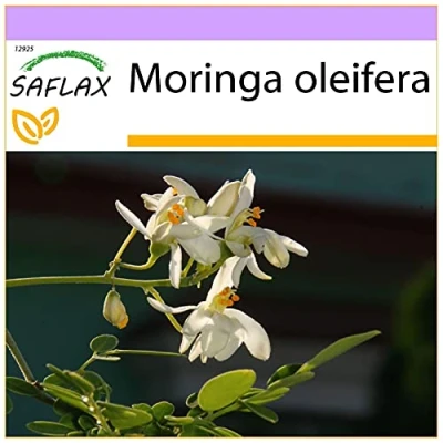 Afbeelding van SAFLAX Moringa 10 Zaden oleifera