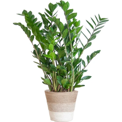 Afbeelding van Plantenboetiek.nl Zamioculcas Zamiifolia met Mand Lissabon wit Ø21cm 80cm hoog Kamerplant Groenblijvend