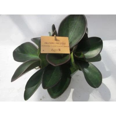 Afbeelding van 2 stuks! Peperomia clussifolia Red Margin Warentuin Natuurlijk