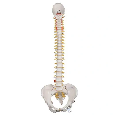 Afbeelding van Anatomisch model 3B Klassiek flexibel wervelkolom met