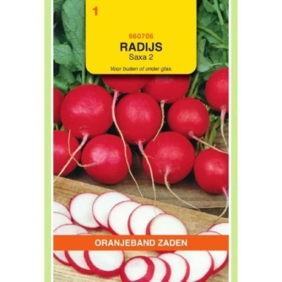 Afbeelding van Radijs saxa 2
