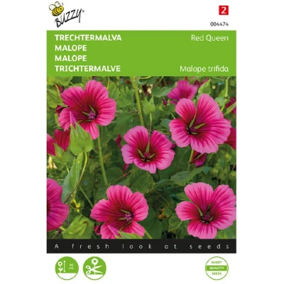 Afbeelding van Malope, Trechtermalva Red Queen