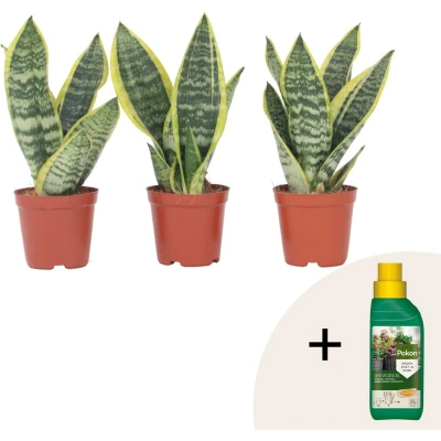 Afbeelding van Plant in a Box Sansevieria Laurentii Set van 3 Pokon Makkelijke Kamerplant Vrouwentong Pot 12cm Hoogte 30 40cm