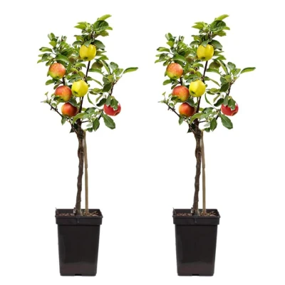 Afbeelding van TRIO Appelboom Set van 2 Malus Pot 17cm Hoogte 60 70cm