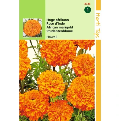 Afbeelding van Hortitops 2 stuks Tagetes Erecta Hawaii Fl.Pl. Oranje