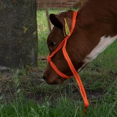 Afbeelding van Polyhalster oranje koe extra groot