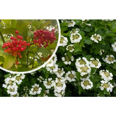 Afbeelding van Gelderse Roos Viburnum Opulus