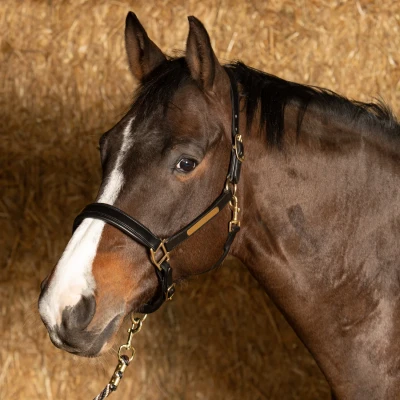 Afbeelding van Harry&#039;s Horse Halster leder Anatomic Full Zwart