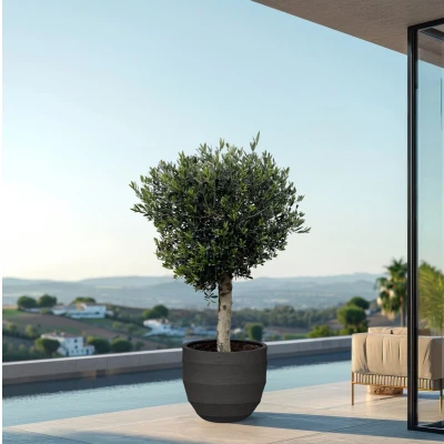 Afbeelding van Combi deal Olea Lorc inclusief pot Bordo New Egg 180 cm