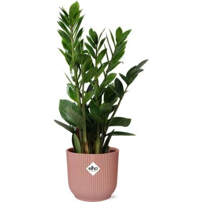 Afbeelding van Plantenboetiek.nl Zamioculcas in ELHO Vibes Fold roze Kamerplant Hoogte 45 50cm Potmaat 14cm