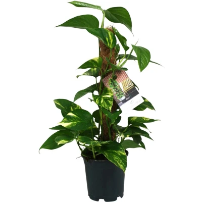 Afbeelding van Plantenboetiek.nl Scindapsus Epipremnum Kamerplant Hoogte 50cm Potmaat 15cm
