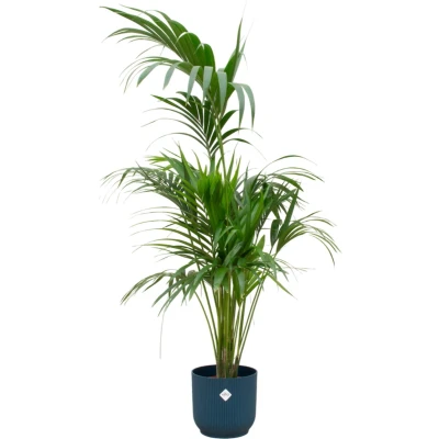Afbeelding van Green Bubble Kentia palm inclusief elho Vibes Fold Round blauw Ø30 180 cm