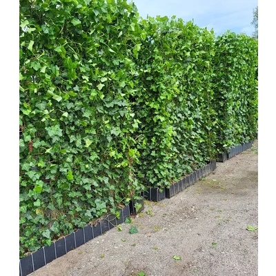 Afbeelding van Kant en klaar haag Hedera 120 cm x 180