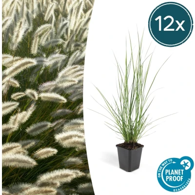 Afbeelding van Plantenboetiek.nl Lampenpoetsergras Pennisetum alopecuroides &#039;Hameln&#039; 12 stuks Ø9cm 10 25cm hoog Tuinplant Siergras