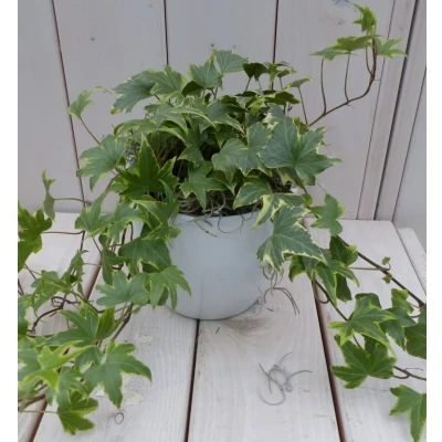 Afbeelding van Klimop Hedrea bont witte pot 25 cm Warentuin Natuurlijk