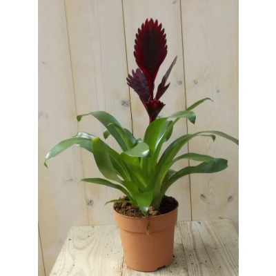 Afbeelding van Bromelia donkerrood 30 cm Warentuin Natuurlijk