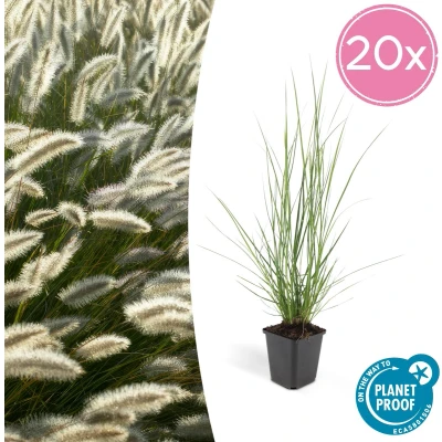Afbeelding van Tuinplantenshop.com Pennisetum alopecuroides &#039;Hameln&#039; Lampenpoetsergras 20 stuks Ø9cm 10 25cm hoog Tuinplant