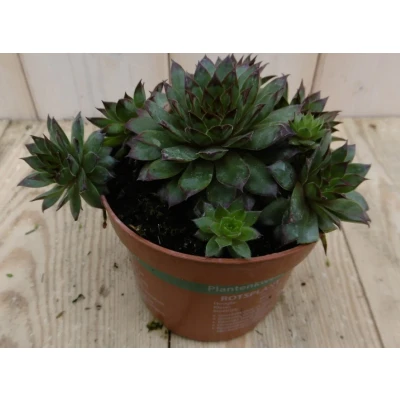 Afbeelding van 3 stuks! Rotsplant Sedum rood Warentuin Natuurlijk