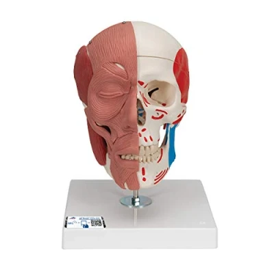 Afbeelding van 3B Scientific Smart Anatomy, A300, menselijke anatomie model met gezichtsspieren + gratis app