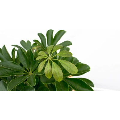 Afbeelding van Schefflera Compacta op stam 50cm