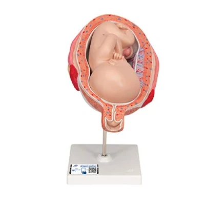 Afbeelding van 3B Scientific Menselijke anatomie Fetus, 7e maand + gratis anatomiesoftware Smart Anatomy