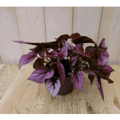 Afbeelding van Kamerplant Bladbegonia rood Warentuin Natuurlijk