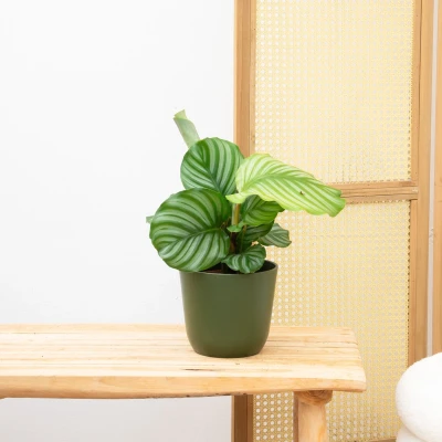 Afbeelding van Calathea Orbifolia 40cm