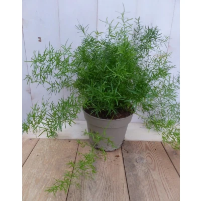 Afbeelding van Kamerplant Sierasperge Asparagus Warentuin Natuurlijk