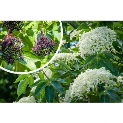 Afbeelding van Gewone vlier Sambucus nigra