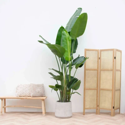 Afbeelding van Strelitzia Nicolai XXL 250cm