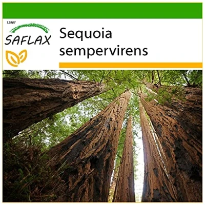 Afbeelding van SAFLAX Kustsequoia 50 Zaden Met potgrond voor een betere teelt Sequoia sempervirens
