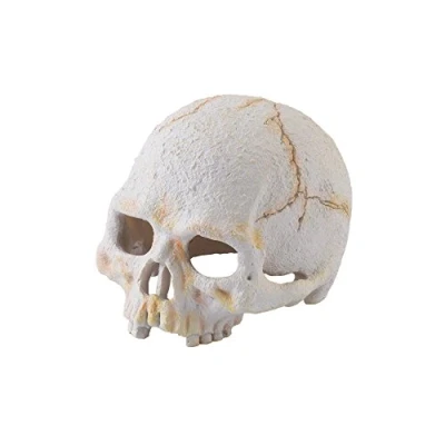 Afbeelding van Askoll 281776 Tortoise Skeleton