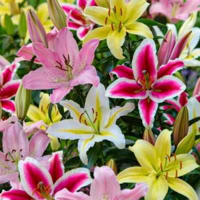 Afbeelding van Dutch Bulbs Oriental Lelie Lilium Mix Bloembollen 15 stuks Meerkleurig Bloem bollen Leliebollen Meerjarig
