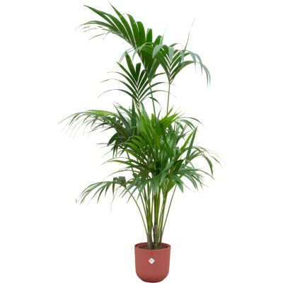 Afbeelding van Green Bubble Kentia palm inclusief elho Jazz Round tuscan red Ø26 180 cm