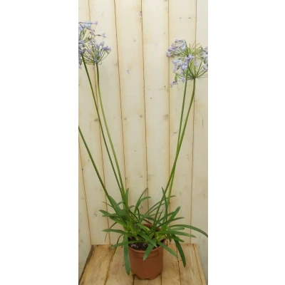 Afbeelding van Agapanthus 70 cm Warentuin natuurlijk