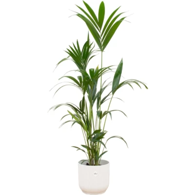 Afbeelding van Kentia palm + elho Vibes Fold Round wit Ø30 160 cm