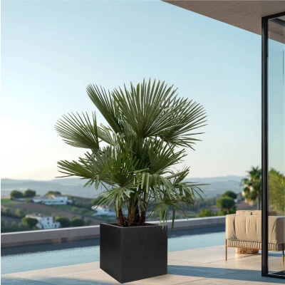Afbeelding van Trachycarpus Multistam 220cm