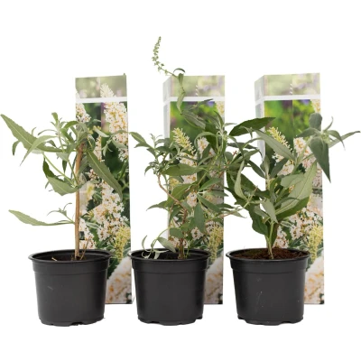 Afbeelding van Vlinderstruiken Buddleja Wit Set van 3 Tuin Pot 9cm Hoogte 25 40cm