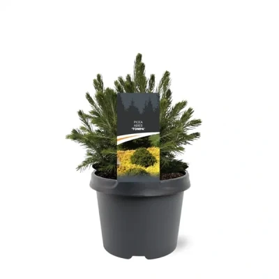 Afbeelding van Picea abies Tompa 15 20 cm Conifeer Warentuin natuurlijk