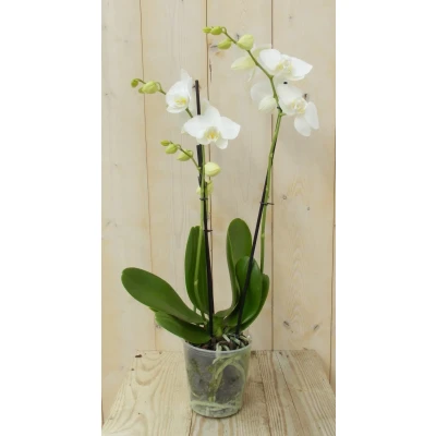 Afbeelding van Vlinderorchidee Twee Takken wit 60 cm Warentuin Natuurlijk