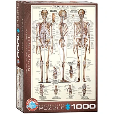 Afbeelding van Eurographics puzzel Skeletal System 1000 stukjes