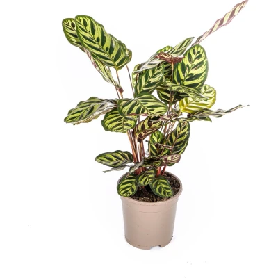 Afbeelding van Plantenboetiek.nl Calathea Makoyana Ø17cm 45cm hoog Kamerplant Groenblijvend