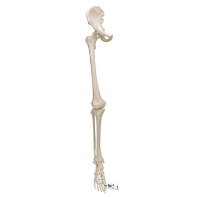 Afbeelding van 3B Anatomisch model onderste extremiteit A36