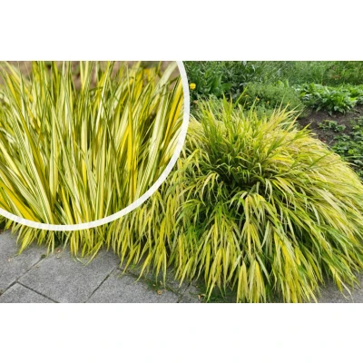 Afbeelding van Japans siergras Hakonechloa macra &#039;Aureola&#039;