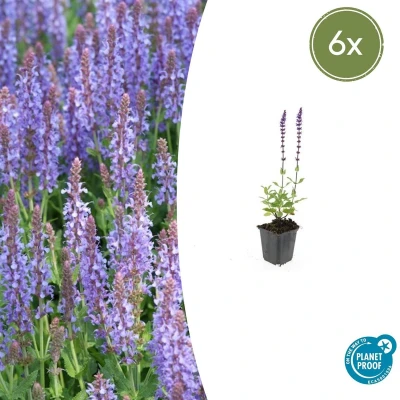 Afbeelding van Tuinplantenshop.com Salvia nemorosa &#039;Caradonna&#039; 6 stuks Ø9cm 10 25cm hoog Tuinplant